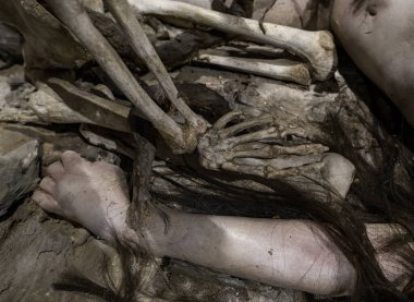 Detail of exhibition of human limbs, anatomy and modern art