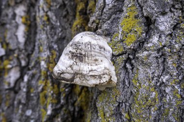 Detail of wild mushrooms on a tree in a forest in nature