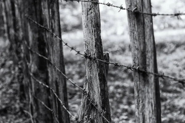 Detail of protection wire in a forest, property limit