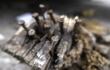 Detail of old rusty nails in an old and broken wood