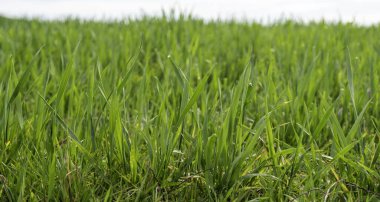 Buğday, mısır gevreği ve hasat ayrıntıları