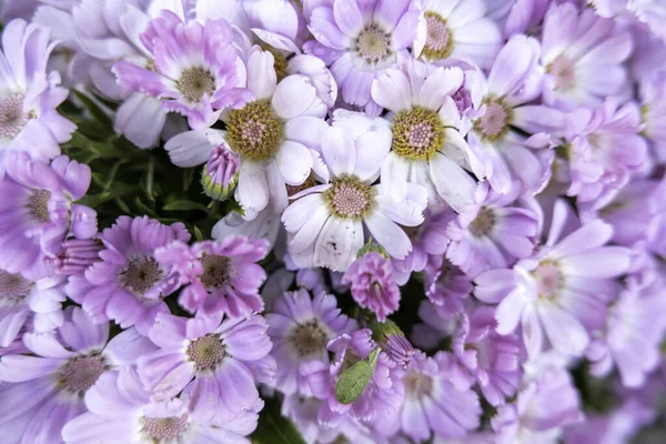 Detalj Aromatiska Vilda Blommor Skog Naturen — Stockfoto