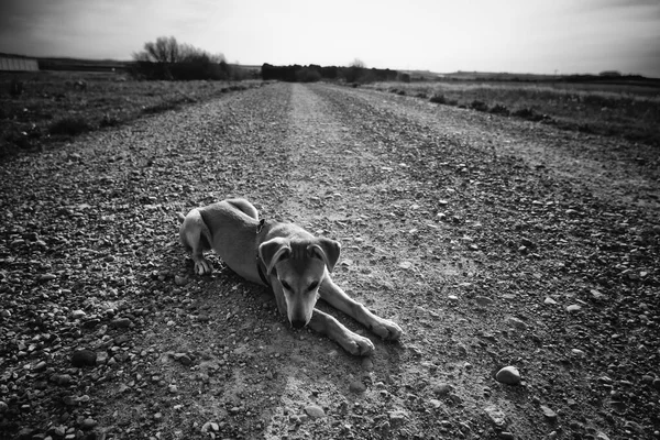 Evcil Köpeğin Uzun Bir Yürüyüşte Dinlenme Ayrıntıları — Stok fotoğraf