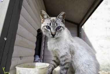 Korunan bir kedi kolonisinde terk edilmiş gri kedi.