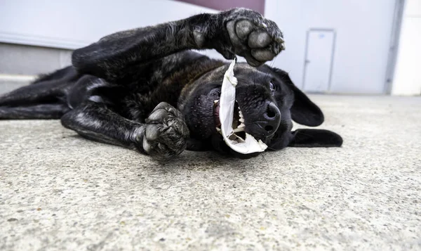 Labrador Evcil Hayvanlı Memeli Bir Köpek — Stok fotoğraf