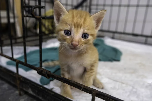 Small puppy cat, pet adoption and abandonment, animals