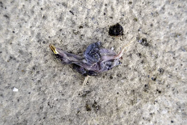 Dead bird breeding in the street, animals and nature, environment