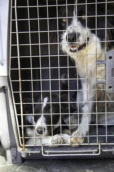 Dogs in cage transport vehicle, pets and animals