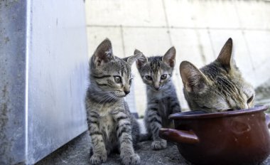 Küçük yavru kedi, evcil hayvan evlat edinme ve terk etme, hayvanlar.