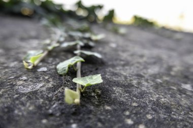 Tırmanan yeşil otların ayrıntıları, bitkilerle süslenmiş.