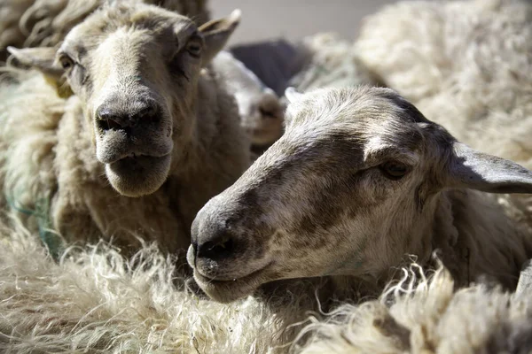 농장에서 포유류 동물의 — 스톡 사진