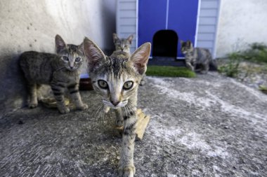 Küçük yavru kedi, evcil hayvan evlat edinme ve terk etme, hayvanlar.