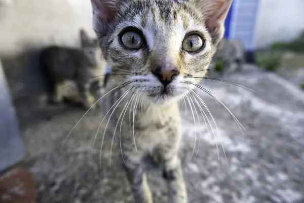 Gato Cachorro Pequeño Adopción Abandono Mascotas Animales — Foto de Stock