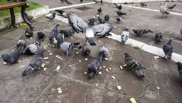 Detail Der Wildvögel Der Stadt Tierfütterung — Stockfoto
