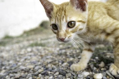 Küçük yavru kedi, evcil hayvan evlat edinme ve terk etme, hayvanlar.