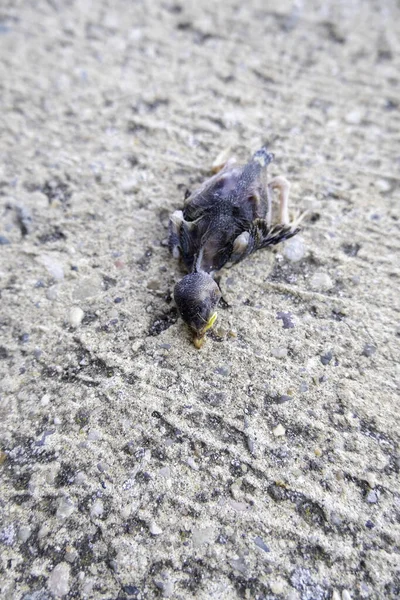 地面上死了的小鸟的细节 野生动物 — 图库照片