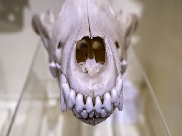 Detail of old animal bones, terrifying decoration