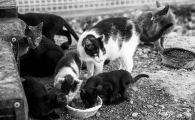 Sokaktaki terk edilmiş ve korunan hayvanların detayları, hayvan evlat edinme.