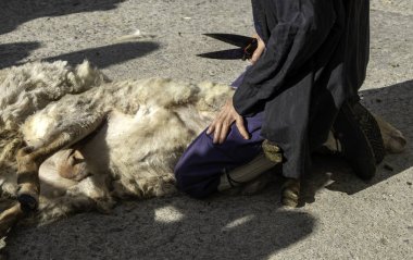 Geleneksel bir şekilde makasla koyun kırpmanın ayrıntıları