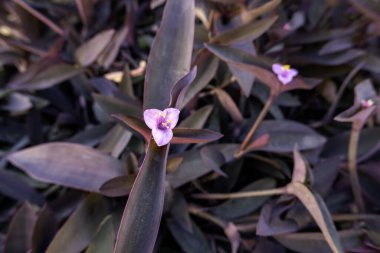 Doğadaki vahşi çiçeğin ayrıntıları, doğal güzellik.