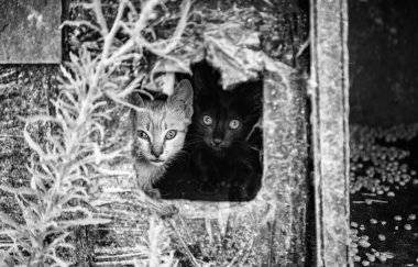 Küçük yavru kedi, evcil hayvan evlat edinme ve terk etme, hayvanlar.