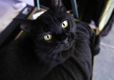 Evsiz kedi, terk edilme ve evlat edinme detayları