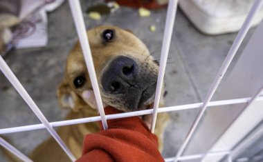 Köpek kulübesinde terk edilmiş bir köpeğin ayrıntıları. Hogra arıyor. Hayvan istismarı.