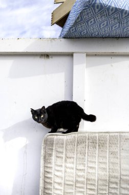 Evcil hayvanların sokağa atılması, hayvan istismarı.