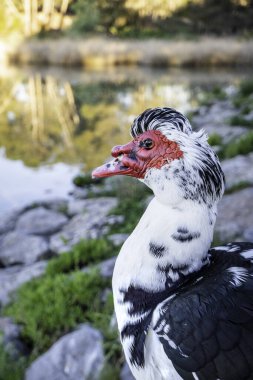 Doğadaki vahşi kuşun ayrıntıları, vahşi yaşam