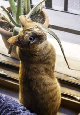 Pencereden dışarı bakan evcil kedinin ayrıntıları