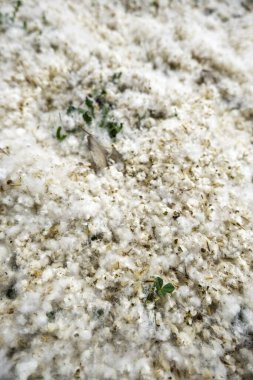 Bir bahar günü ağaç kabartmasının ayrıntıları