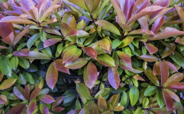 Şehirdeki dekoratif çalıların yeşil arka planının ayrıntıları