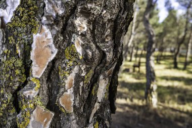 Kuru ağaç kabuğunun ormandaki detayları, doğa.