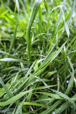 Yağmurdan ıslanmış taze çimenlerin ayrıntıları.