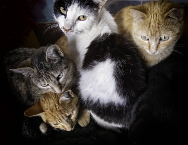 Evcil hayvanların sokağa atılması, hayvan istismarı.