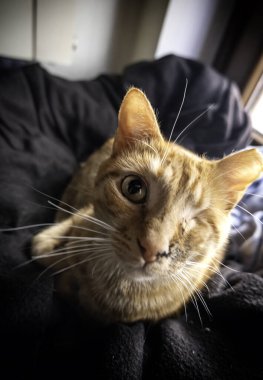 Evcil hayvanların sokağa atılması, hayvan istismarı.