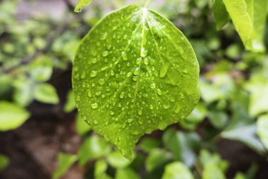 Çalı yaprağının ayrıntıları yağmurdan ıslanmış
