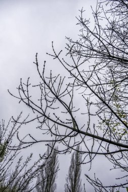 İspanya 'da bir ormandaki dağdaki ormanın ayrıntıları, natur.