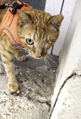 Sokakta yürüyen evcil kedinin ayrıntıları.