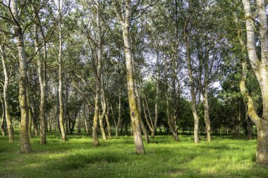İspanya 'da bir ormandaki dağdaki ormanın ayrıntıları, natur.