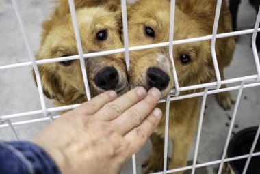 Terk edilmiş köpeğin bir kafeste, bir barınakta, evlat edinme...