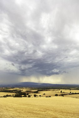 Mısır gevreği yetiştirme alanının doğadaki ve çevredeki detayları