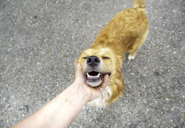 Terk edilmiş köpeğin bir kafeste, bir barınakta, evlat edinme...