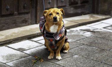 Koyun sürüleriyle ilgilenen köpeklerin detayları, eğitim...