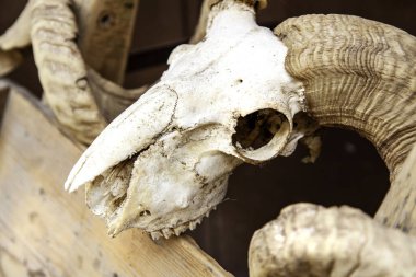 Ölü bir hayvanın kafatasıyla dekorasyon ayrıntıları, hayvan doldurma.