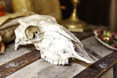 Ölü bir hayvanın kafatasıyla dekorasyon ayrıntıları, hayvan doldurma.