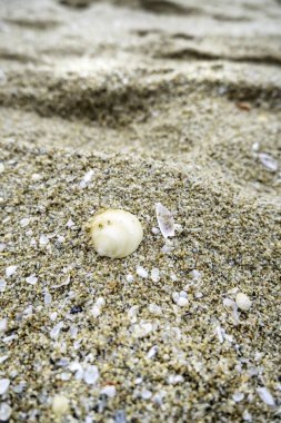 Sahildeki kabuklu deniz kabuklarının ayrıntıları