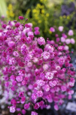 Pazarda taze çiçeklerin ayrıntıları, romantik bir hediye.