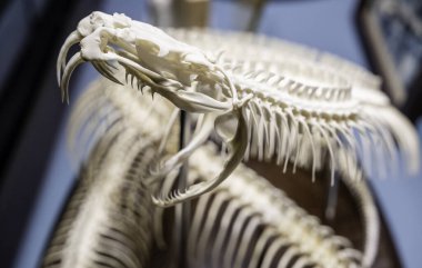 Zehirli yılanın kemikleri, hayvan araştırmaları.