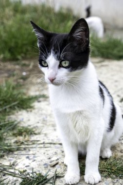 Evcil hayvanların sokağa atılması, hayvan istismarı.